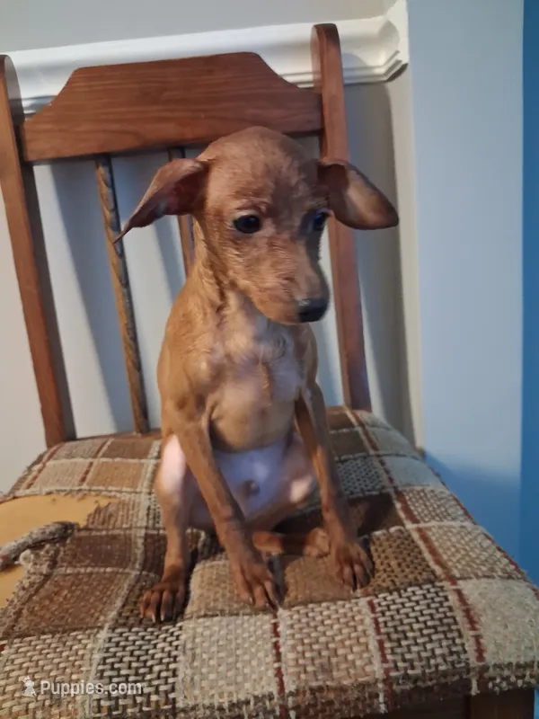 RAMEN – Miniature Pinscher puppy for sale in Baltimore, MD