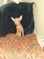 Sweety, a female Chihuahua for sale in Baltimore, MD – 3 of 3