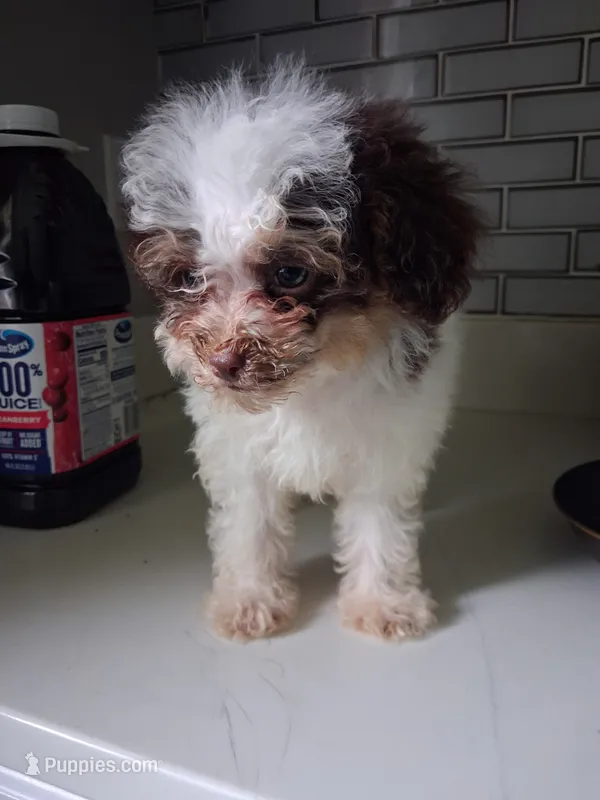 Lindt – Poodle - Toy  puppy for sale in Baltimore, MD