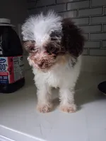 Lindt, a female Poodle - Toy  for sale in Baltimore, MD – 1 of 2