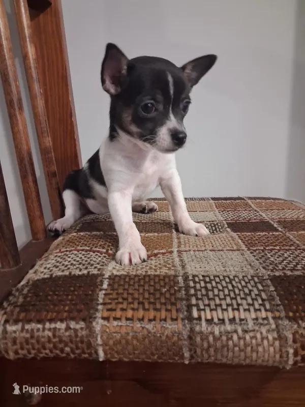 Hotdog – Chihuahua puppy for sale in Baltimore, MD