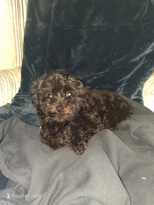Jinxy – Poodle - Toy  puppy for sale in Baltimore, MD