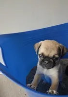 Brinx, a male Pug for sale in Baltimore, MD – 4 of 6