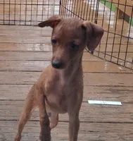 Ramen, a male Miniature Pinscher for sale in Baltimore, MD – 3 of 4