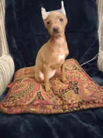 Rudy, a female Miniature Pinscher for sale in Baltimore, MD – 3 of 4
