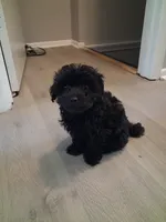 Jinxy, a male Poodle - Toy  for sale in Baltimore, MD – 3 of 3