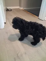 Jinxy, a male Poodle - Toy  for sale in Baltimore, MD – 2 of 3