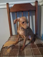 General tsoʻ, a male Miniature Pinscher for sale in Baltimore, MD – 3 of 3