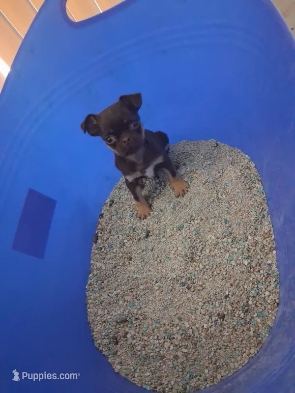 Tootsie – French Bulldog, Pug puppy for sale in Baltimore, MD