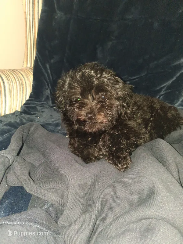 Jinxy – Poodle - Toy  puppy for sale in Baltimore, MD