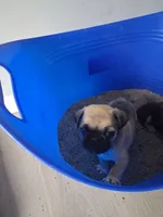 Brinx, a male Pug for sale in Baltimore, MD – 6 of 6