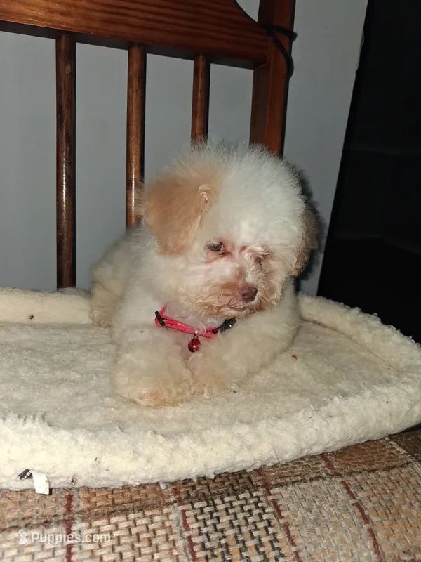Leo – Poodle - Miniature  puppy for sale in Baltimore, MD