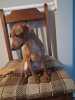 RAMEN, a male Miniature Pinscher for sale in Baltimore, MD – 3 of 3