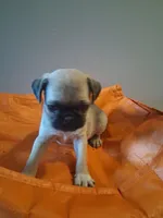 Brinx, a male Pug for sale in Baltimore, MD – 2 of 6