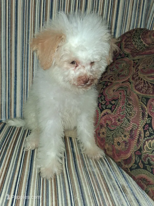 Peach – Poodle - Toy  puppy for sale in Baltimore, MD