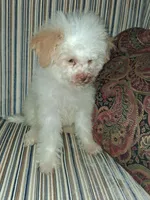 Peach, a female Poodle - Toy  for sale in Baltimore, MD – 2 of 2