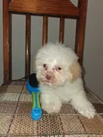 FERRERO, a male Poodle - Miniature  for sale in Baltimore, MD – 2 of 2