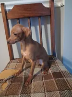 General tsoʻ, a male Miniature Pinscher for sale in Baltimore, MD – 4 of 4