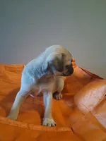 Brinx, a male Pug for sale in Baltimore, MD – 3 of 6