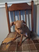 General tsoʻ, a male Miniature Pinscher for sale in Baltimore, MD – 2 of 3