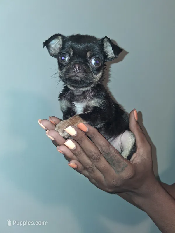 Tootsie – French Bulldog, Pug puppy for sale in Baltimore, MD