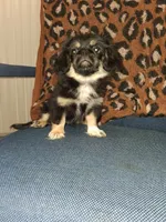 Pikatzu, a male Pekingese for sale in Baltimore, MD – 3 of 3