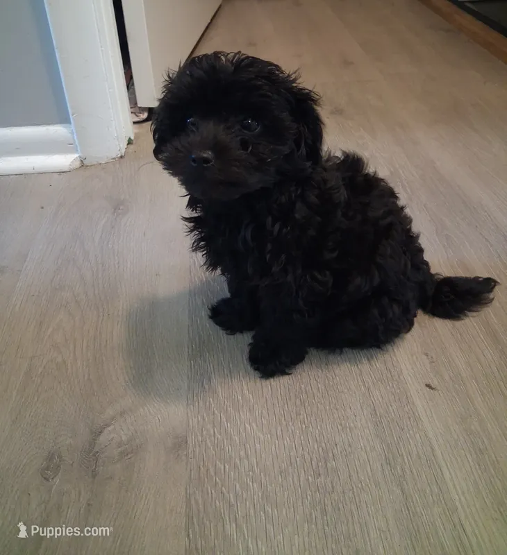 Jinxy – Poodle - Toy  puppy for sale in Baltimore, MD