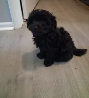 Jinxy, a male Poodle - Toy  for sale in Baltimore, MD – 1 of 3