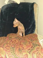 Sweety, a female Chihuahua for sale in Baltimore, MD – 2 of 3
