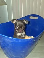 Tootsie, a female French Bulldog and Pug for sale in Baltimore, MD – 4 of 4