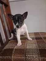 Hotdog, a male Chihuahua for sale in Baltimore, MD – 2 of 4