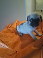 Brinx, a male Pug for sale in Baltimore, MD – 1 of 6