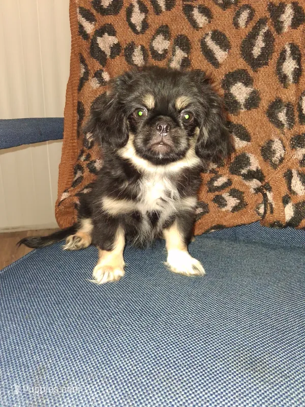 Pikatzu – Pekingese puppy for sale in Baltimore, MD