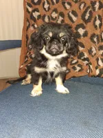 Pikatzu, a male Pekingese for sale in Baltimore, MD – 1 of 3