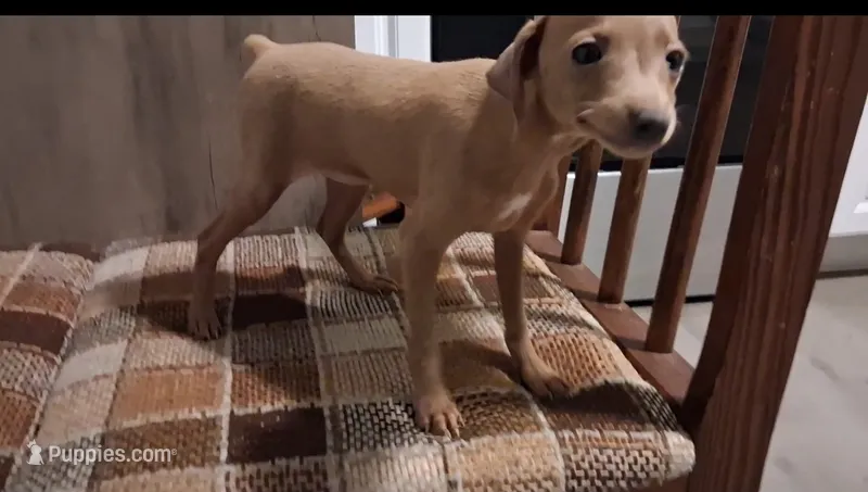 Rudy – Miniature Pinscher puppy for sale in Baltimore, MD