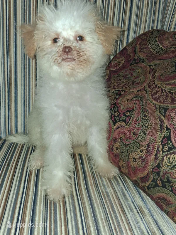 Peach – Poodle - Toy  puppy for sale in Baltimore, MD