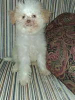 Peach, a female Poodle - Toy  for sale in Baltimore, MD – 1 of 2