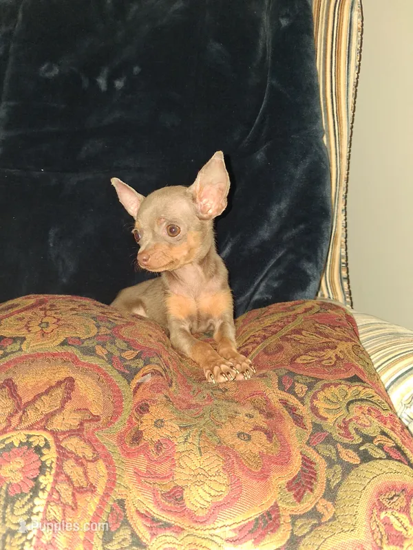 Sweety – Chihuahua puppy for sale in Baltimore, MD