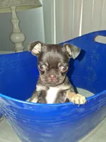 Tootsie, a female French Bulldog and Pug for sale in Baltimore, MD – 3 of 4