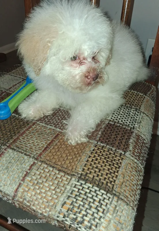 Leo – Poodle - Miniature  puppy for sale in Baltimore, MD