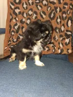 Pikatzu, a male Pekingese for sale in Baltimore, MD – 2 of 3