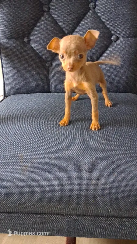 Sweety – Chihuahua puppy for sale in Baltimore, MD