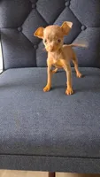 Sweety, a female Chihuahua for sale in Baltimore, MD – 1 of 1
