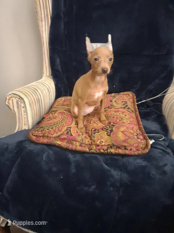 Rudy – Miniature Pinscher puppy for sale in Baltimore, MD