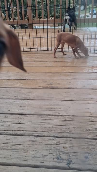 Ramen, a male Miniature Pinscher for sale in Baltimore, MD – 2 of 4