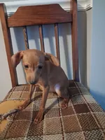 General tsoʻ, a male Miniature Pinscher for sale in Baltimore, MD – 3 of 4