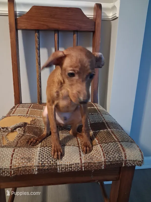 Ramen – Miniature Pinscher puppy for sale in Baltimore, MD