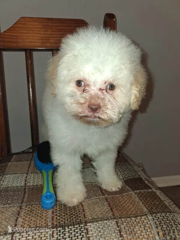 FERRERO – Poodle - Miniature  puppy for sale in Baltimore, MD