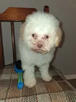 FERRERO, a male Poodle - Miniature  for sale in Baltimore, MD – 1 of 2