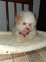Leo, a male Poodle - Miniature  for sale in Baltimore, MD – 2 of 2